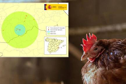 Agricultura adopta medidas de protección frente a la enfermedad de Newcastle en la Comunitat
