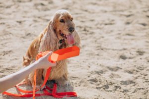 Un calor letal para las mascotas: «Un simple paseo puede ser bastante peligroso»