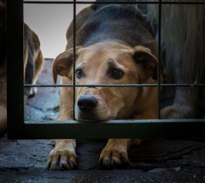 PACMA: «La intervención en Can Dog demuestra que Sant Joan sigue llegando tarde en protección animal»