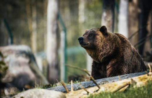 Algunos osos ‘mienten’ para simular que son más grandes que sus enemigos