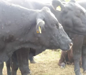 La Junta de Castilla y León prorroga las medidas frente a la dermatosis nodular contagiosa hasta el 31 de julio
