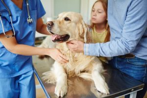 Boehringer Ingelheim presenta EkoVet+™ | Caninebeat® AI a la comunidad de cardiólogos veterinarios