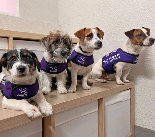 Perros de alerta médica: el olfato que anticipa crisis y abre nuevas vías en medicina asistida