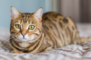Urolitiasis poco frecuentes en el gato
