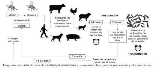 Compendio fotográfico del gusano barredor del ganado descripción de acontecimientos 2024 y futuro
