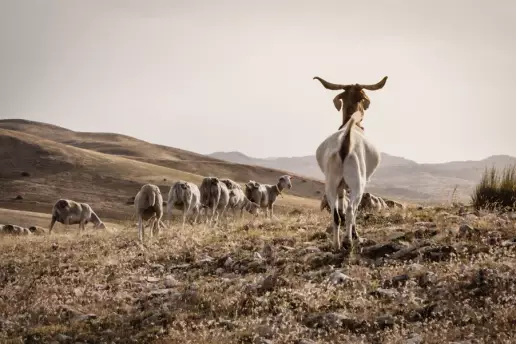 Ovejas y cabras, las mejores aliadas contra los incendios este verano