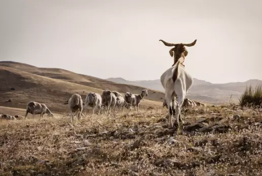 Ovejas y cabras, las mejores aliadas contra los incendios este verano