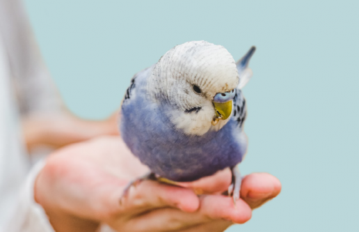Fluidoterapia en aves de compañía