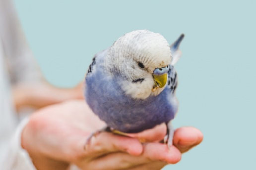 Fluidoterapia en aves de compañía