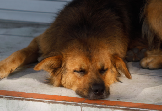 Actuación ante un animal perdido o abandonado