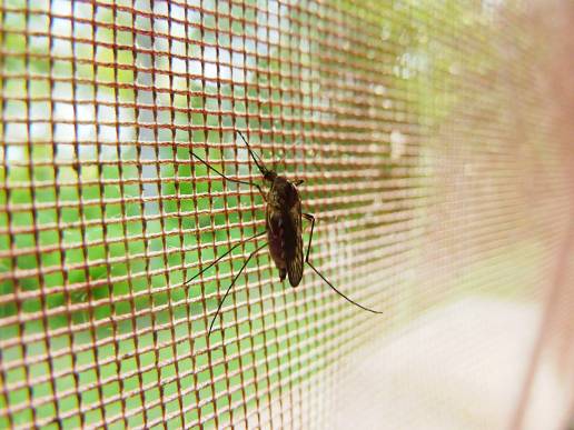 Cómo defendernos de los mosquitos: qué funciona y qué no contra esta plaga veraniega