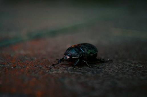 Cómo el próximo eclipse solar total alterará el comportamiento de los insectos