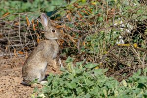 Descubren una nueva especie de conejo en la Península Ibérica