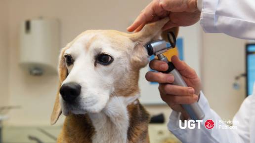 Acuerdo para el III Convenio Estatal de Centros y Servicios Veterinarios
