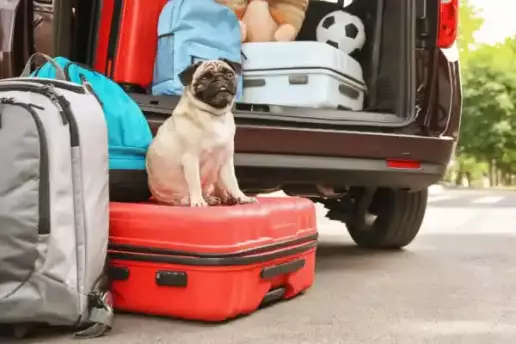 Fiestas con una mascota: consejos para viajar con seguridad y prevenir el golpe de calor
