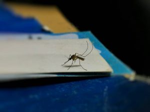 El ‘ejército invisible’ que decide si un mosquito te pica o si te contagia una enfermedad