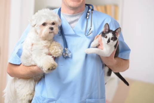 Cerca de 400 veterinarios actualizan sus conocimientos sobre leucemia y leptospira en la práctica clínica diaria de la mano de Boehringer Ingelheim
