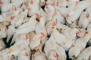 La avicultura industrial ha multiplicado por 100 la circulación de la bacteria que más diarreas causa