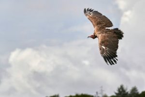 La carroña influye sobre la ecología, las epidemias y la evolución humana