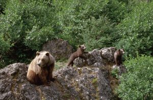 Las altas temperaturas limitan los movimientos del oso pardo cantábrico