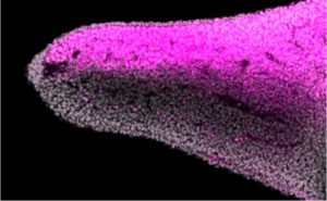Los peces revelan el origen del dorso y la palma de las extremidades en vertebrados