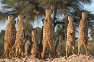 ¿Qué hacen los animales antes de ir a la guerra?