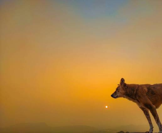 ¿Qué les ocurre a los animales durante un eclipse solar?