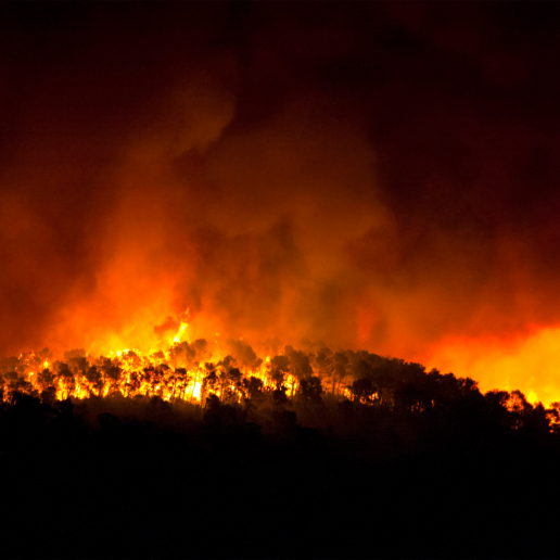 Los veterinarios reivindican su labor para conservar ecosistemas más resilientes frente a los incendios