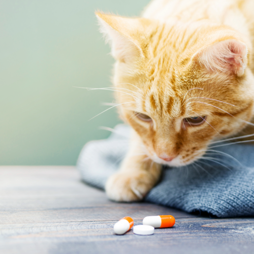 ¿Cuándo está justificado recurrir a la prescripción en cascada de medicamentos veterinarios?