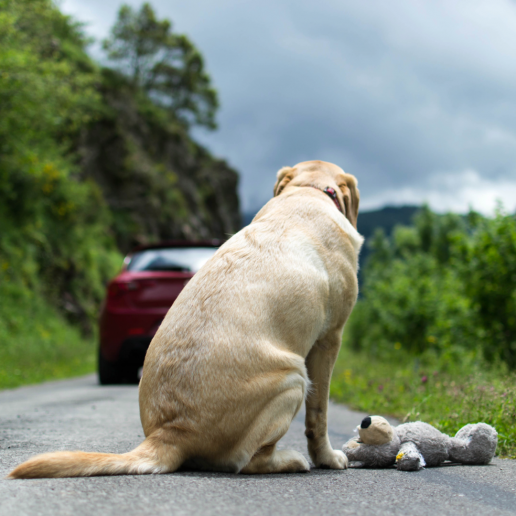 La OCV pide vigilar el cumplimiento de la  identificación obligatoria para frenar el  abandono animal