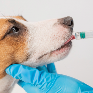 Boletín sobre Medicamentos Veterinarios. Abril- Junio 2026