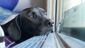 Renfe permitirá viajar con perros de hasta 40 kilos en todos sus trenes