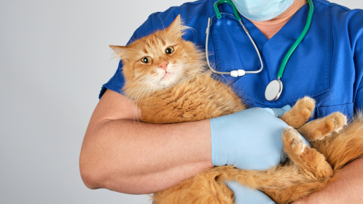 Un estudio controlado con placebo de un compuesto herbal utilizado para el manejo de enfermedades del tracto urinario inferior en gatos sanos