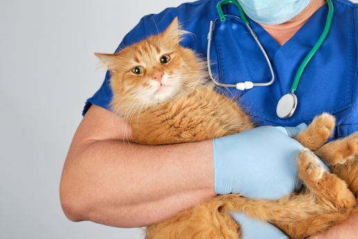 Un estudio controlado con placebo de un compuesto herbal utilizado para el manejo de enfermedades del tracto urinario inferior en gatos sanos