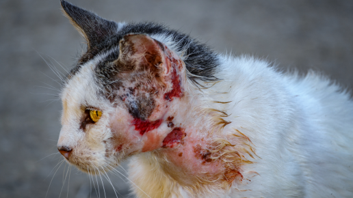 Efecto de la biomodulación por fluorescencia como complemento al manejo estándar de heridas en heridas abiertas en perros y gatos: un ensayo clínico clínico prospectivo, aleatorizado y controlado dentro de la herida