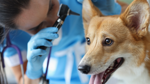 Determinantes fenotípicos de susceptibilidad antimicrobiana y resistencia genómica en aislados de Pseudomonas aeruginosa asociados a otitis canina