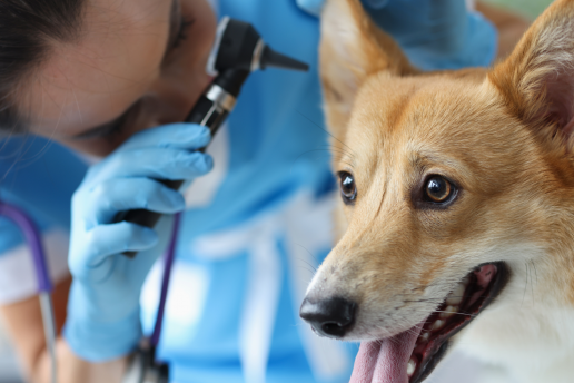 Determinantes fenotípicos de susceptibilidad antimicrobiana y resistencia genómica en aislados de Pseudomonas aeruginosa asociados a otitis canina