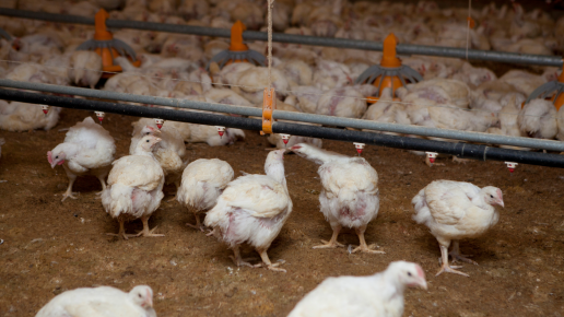 Evaluación de antimicrobianos de origen vegetal en el control de la propagación del gen de resistencia antimicrobiana en el continuo de producción avícola