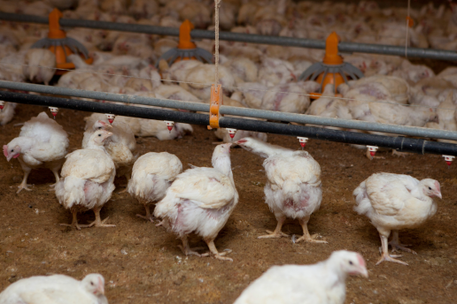 Evaluación de antimicrobianos de origen vegetal en el control de la propagación del gen de resistencia antimicrobiana en el continuo de producción avícola