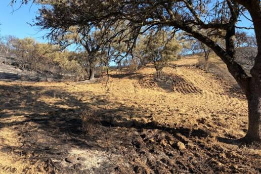 El ganado ecológico quemado en Villanueva podrá alimentarse con pienso no ecológico