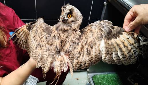Las secuelas invisibles de la cautividad prolongada en la fauna salvaje autóctona