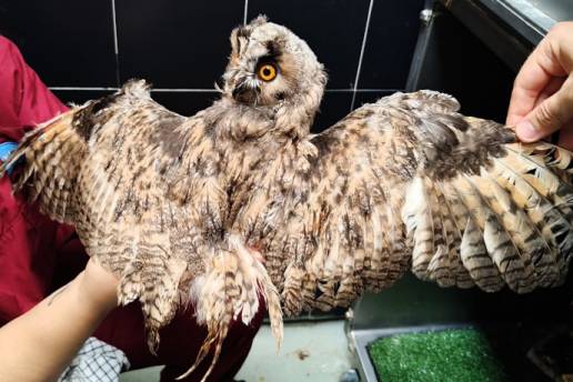 Las secuelas invisibles de la cautividad prolongada en la fauna salvaje autóctona