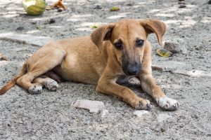 El Colegio de Veterinarios de Málaga pone a disposición de la ciudadanía un sistema para ayudar tanto a localizar animales perdidos como a encontrar mascotas abandonadas