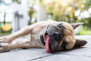 Las mascotas también sufren golpes de calor