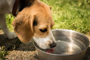 Las olas de calor ponen en riesgo el bienestar de los animales de compañía