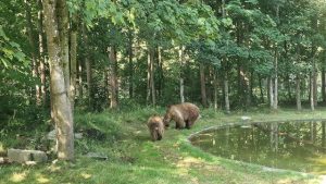 PACMA lamenta la muerte en un santuario alemán de Ponderoso, el oso leonés que conoció un hogar digno después de 30 años