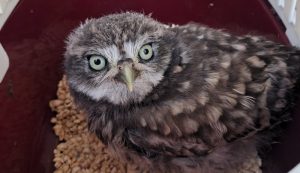 Récord de ingresos: GREFA atiende a más de 1.200 animales 'huérfanos' en una sola semana