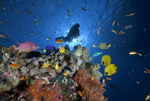 El 92% de los animales marinos que viven a 2.000 metros de profundidad llevan tatuada “la marca de la indiferencia humana hacia el medio ambiente”