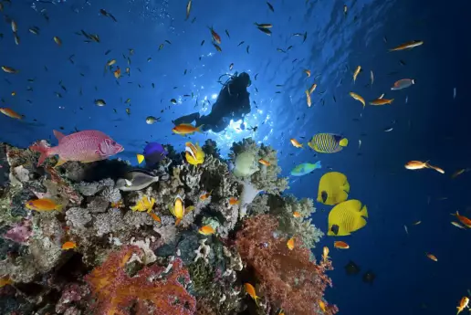 El 92% de los animales marinos que viven a 2.000 metros de profundidad llevan tatuada “la marca de la indiferencia humana hacia el medio ambiente”