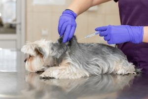 La subida salarial del nuevo convenio veterinario no compensa la pérdida de poder adquisitivo acumulada desde 2020